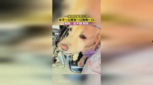 卖瓜的瓜甜不甜狗狗吃,狗狗的“味蕾”见证