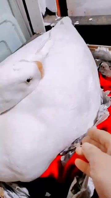 鹅吃生瓜,生瓜的奇妙滋味