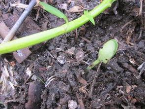 佛手瓜芽怎吃,佛手瓜芽的多样食法探索