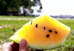 吃黄色的瓜寓意,黄色瓜果的吉祥寓意