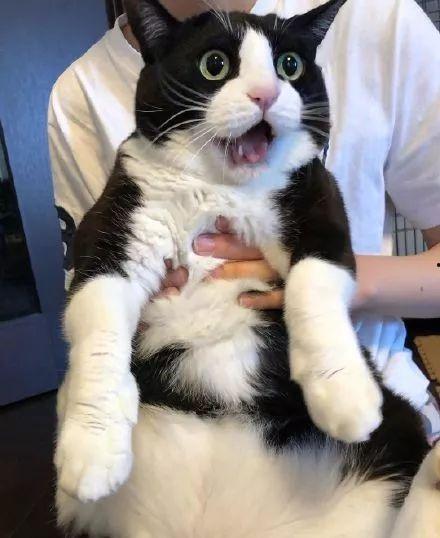 奶牛猫吃兰瓜,奶牛猫的兰瓜美食之旅