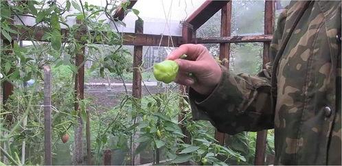 大梅沙吃瓜视频,趣味横生的夏日狂欢