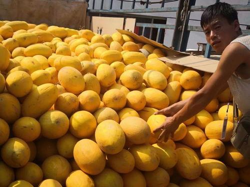 呼和浩特市吃瓜群,揭秘城市生活趣味圈