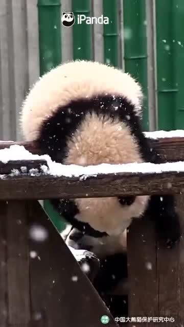 小熊吃瓜相亲,一场甜蜜的缘分邂逅