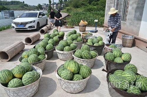 钦州北职吃瓜,一场别开生面的“吃瓜”盛宴