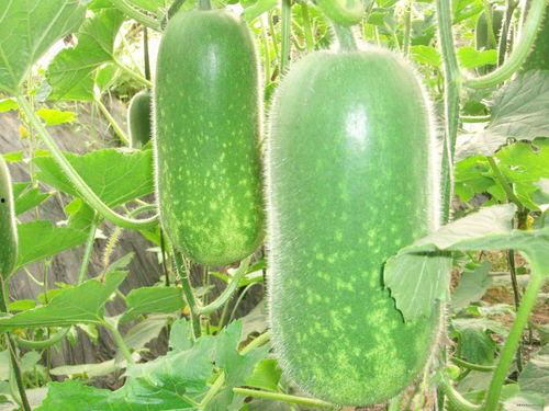 刘大瓜吃石螺,趣味横生美食体验