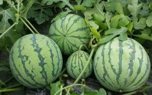 到瓜地吃西瓜,一场与西瓜的甜蜜邂逅