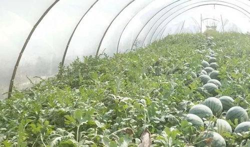 小悦吃瓜,揭秘娱乐圈那些不为人知的幕后故事