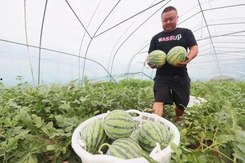 泉州南安吃瓜事件,一场网络热议背后的真相与反思
