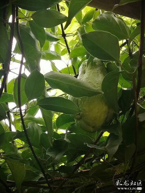 洋瓜叶子怎么吃,营养丰富的绿色美食新发现