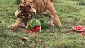 虎二瓜怎么吃,解锁美味新体验