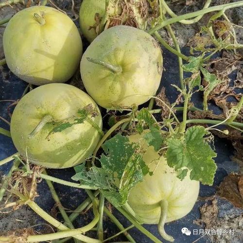 吃瓜小组头像,揭秘吃瓜小组的神秘头像