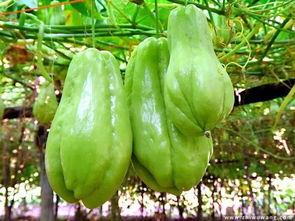 大胆的提问 吃瓜吃瓜,吃瓜吃瓜”背后的网络热词现象