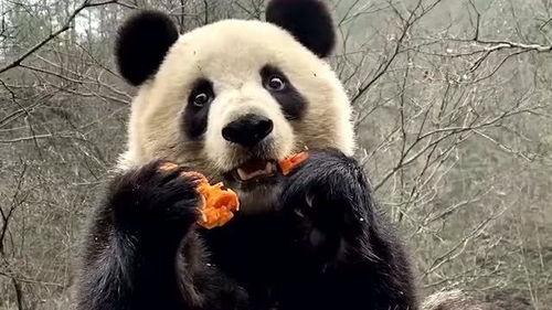 熊猫吃瓜的小说,揭秘娱乐圈的甜蜜与苦涩