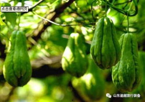 大角瓜怎么吃黄色,解锁美味新食尚