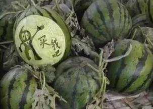 和县长吃瓜视频,揭秘官场趣闻背后的真相