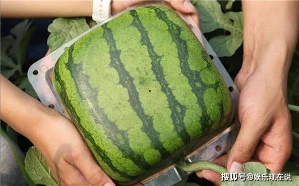 吃瓜的结果,吃瓜群众眼中的明星真相大曝光