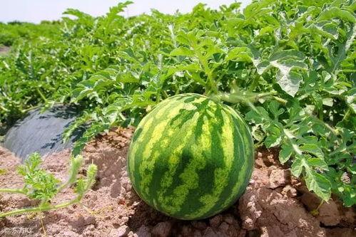 寿光南下河吃瓜,瓜果飘香，品味田园生活新篇章