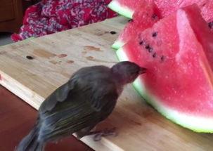 鸟可以吃瓜,鸟类与瓜果的和谐共生